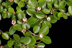 Cotoneaster divaricatus: Flowers and foliage.
 Image: D. Glenny © Landcare Research 2017 CC BY 3.0 NZ